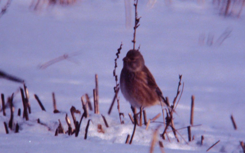 Da determinare (182)